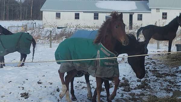 ears-morgan-horse