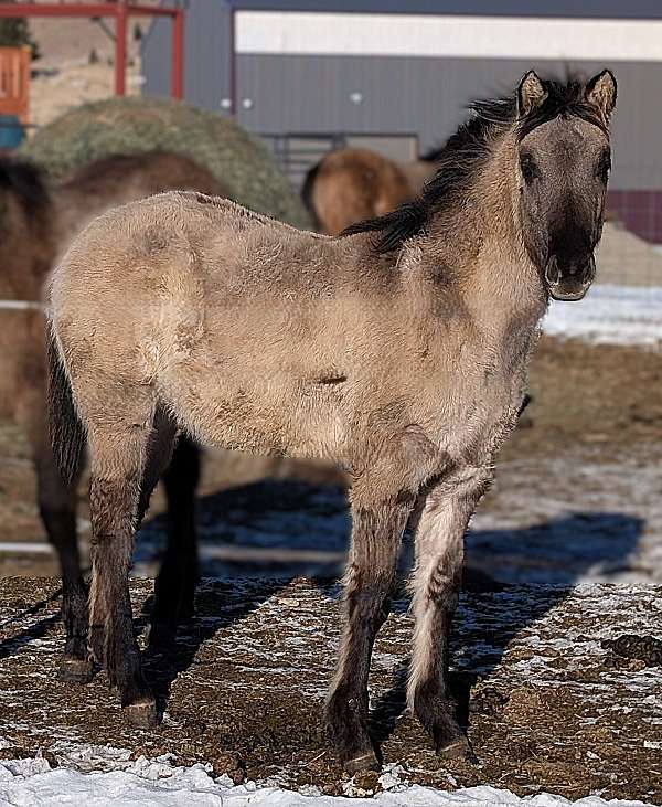 roan-horse