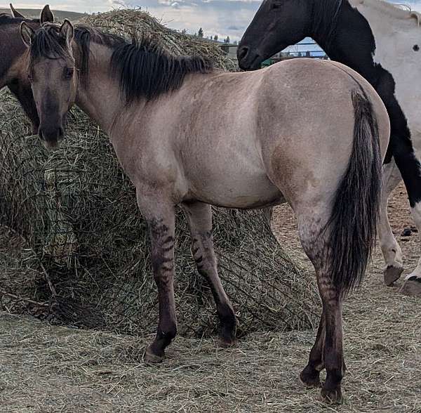 snipper-music-filly