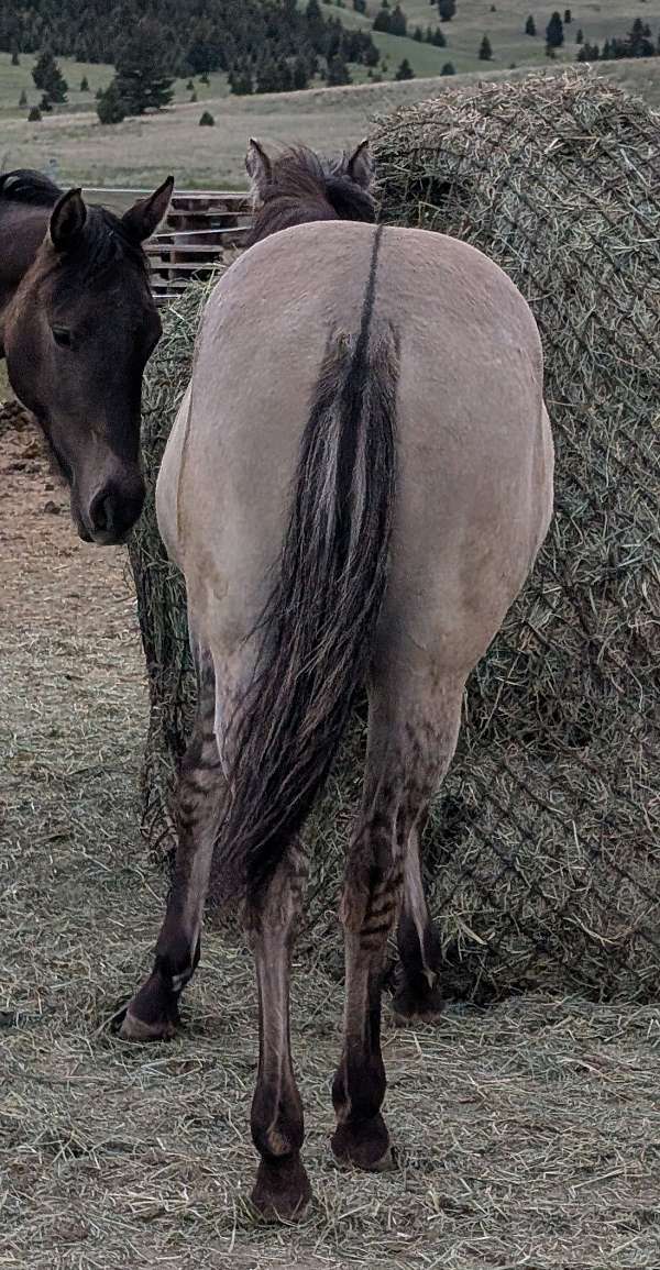 roan-horse