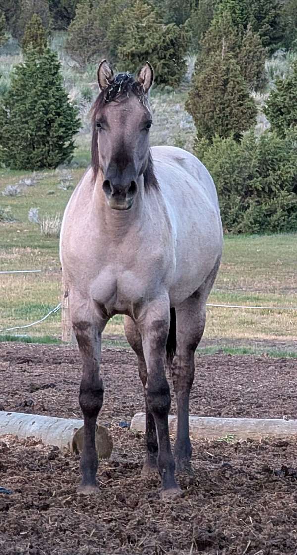 snipper-music-horse