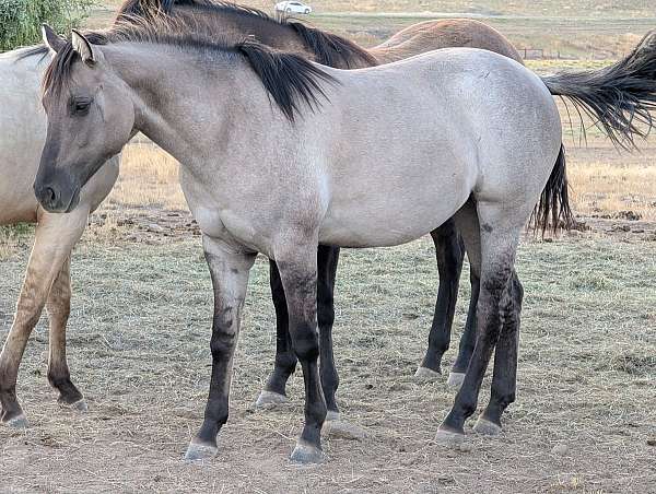snipper-music-horse