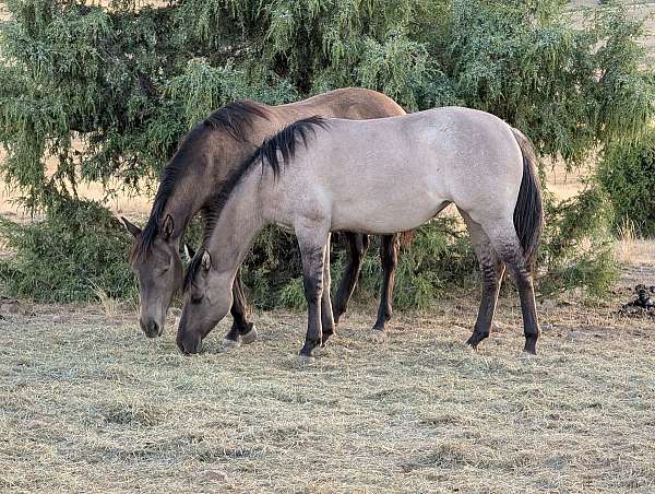 snipper-music-filly
