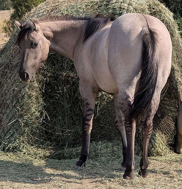 roan-horse