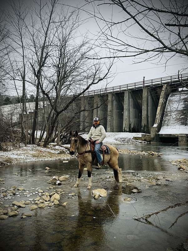 buckskin-spotted-mare