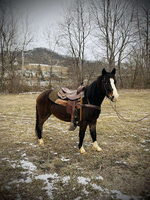 quarter-horse-gelding