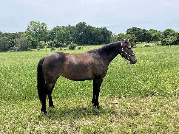 cross-mare-weanling