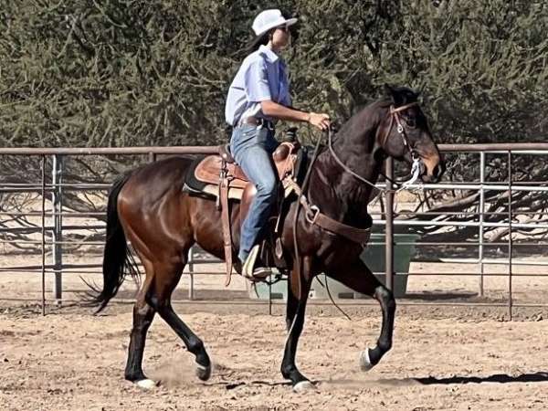 quarter-horse-gelding