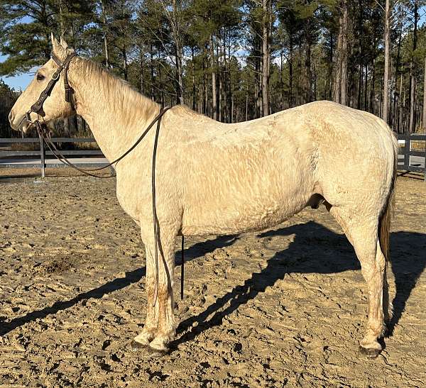 mello-gelding