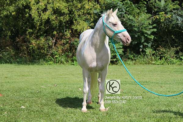 champagne-team-driving-pony