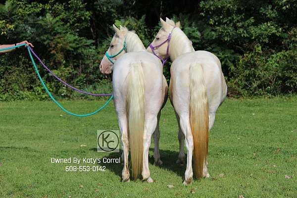 champagne-driving-pony