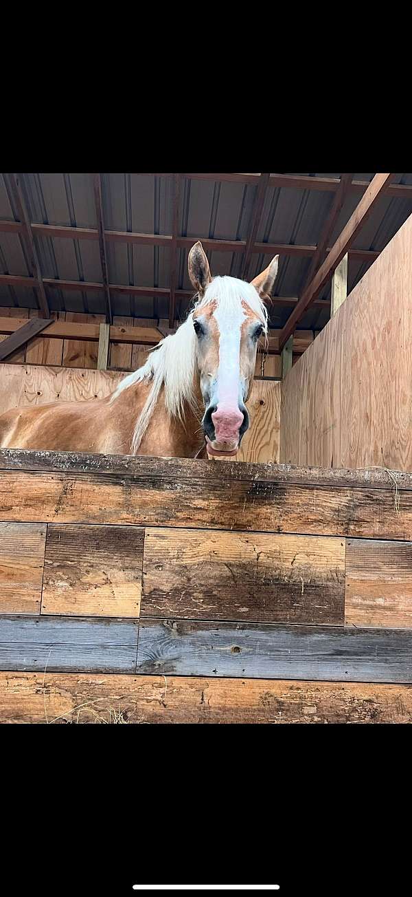 belgian-horse-for-sale