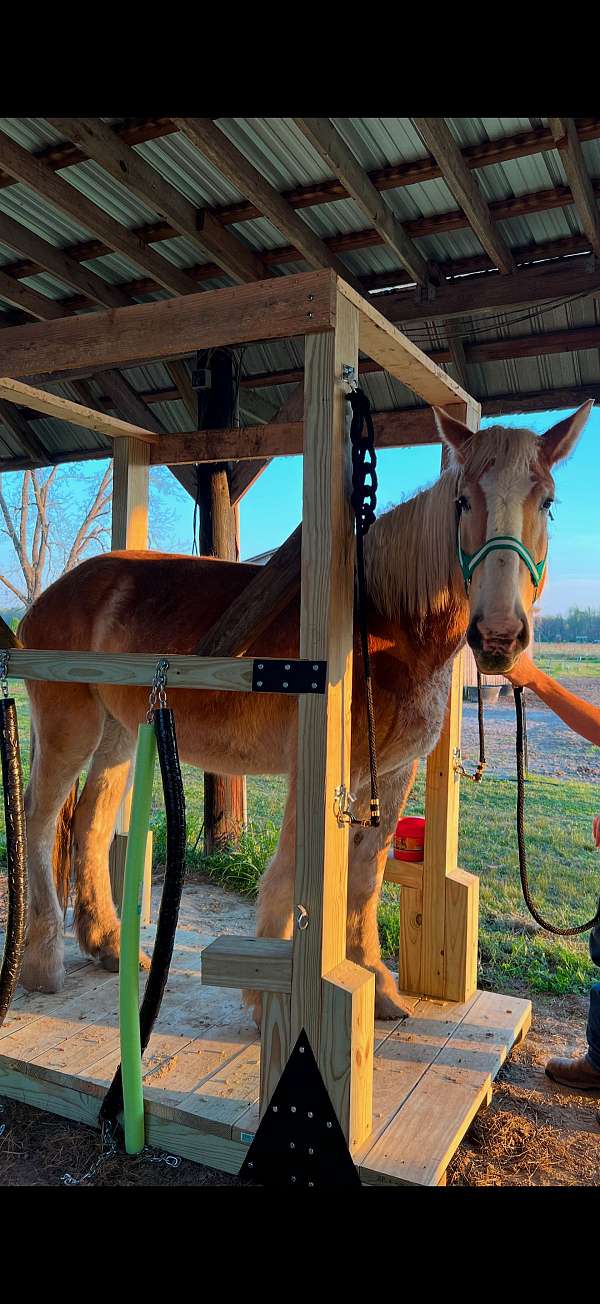 belgian-horse