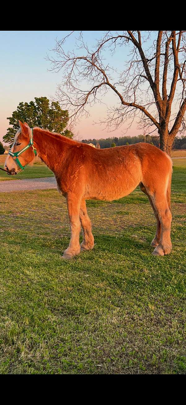 belgian-mare