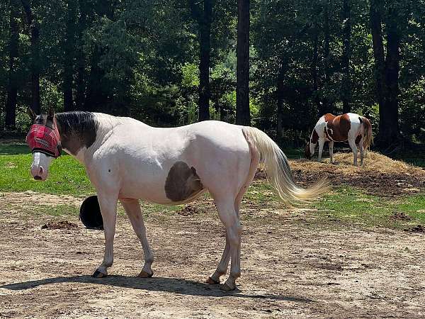 grulla-tobiano-mare