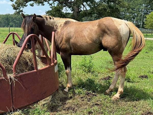 bay-tobiano-paint-horse