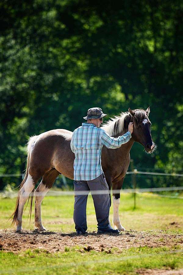 double-homozygous-mare