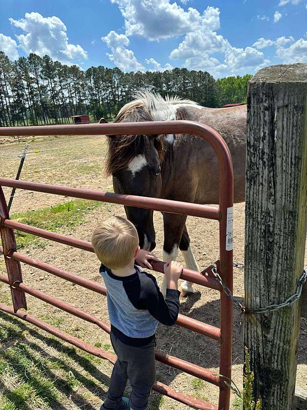 bay-dun-paint-horse