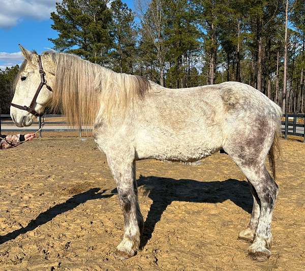 good-stop-percheron-horse