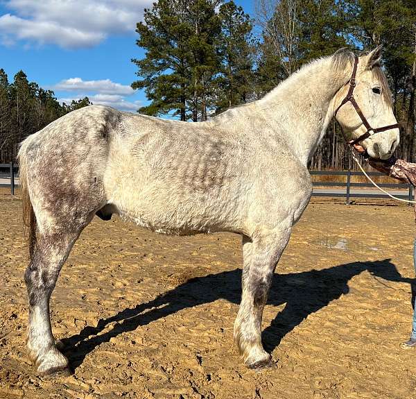 has-been-ridden-percheron-horse