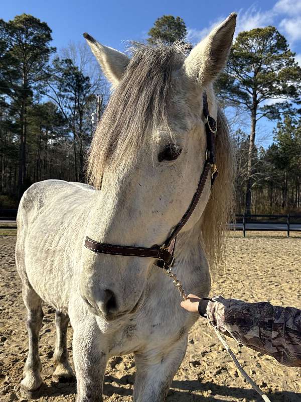 learn-percheron-horse