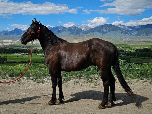 friesian-gelding