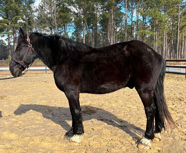 and-more-percheron-horse