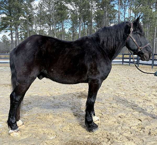 saddles-percheron-horse