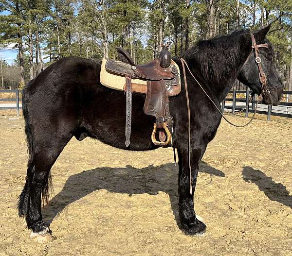 sells-percheron-horse