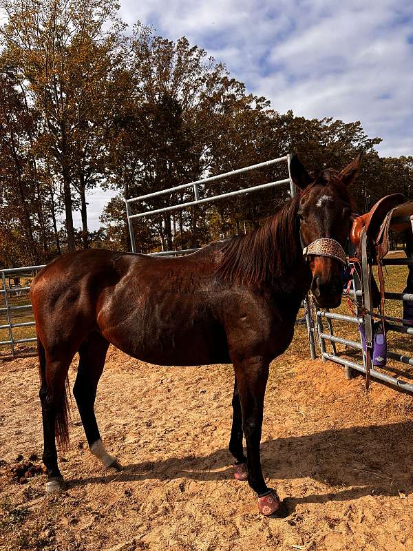 ridden-english-thoroughbred-horse