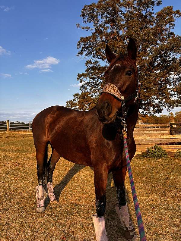 trail-thoroughbred-horse