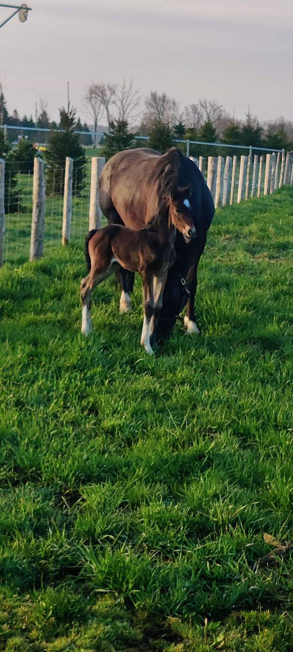 dutch-warmblood-horse