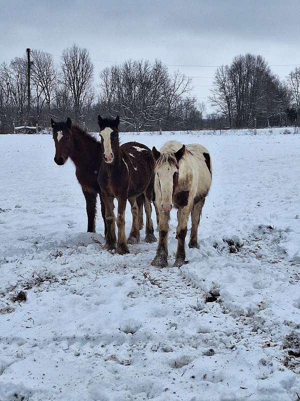 gypsy-vanner-colt