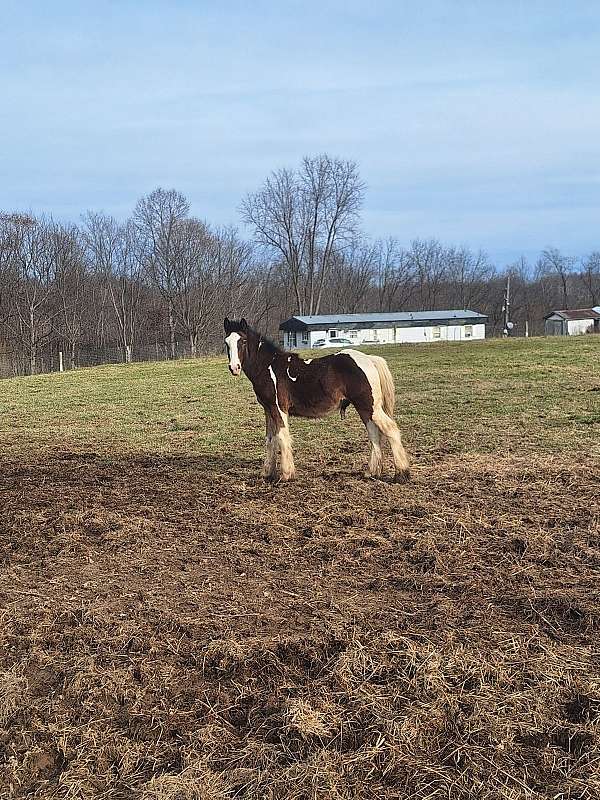 gypsy-vanner-horse