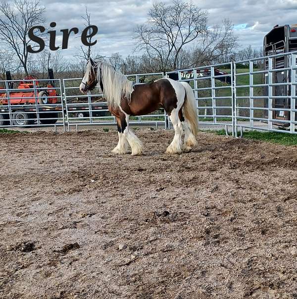 homozygous-gypsy-vanner-horse