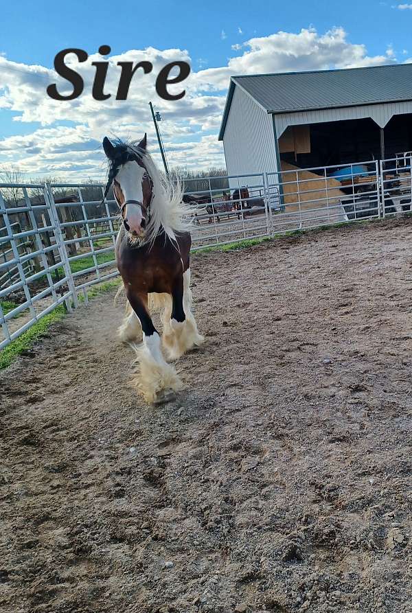 homozygous-tobiano-gypsy-vanner-horse