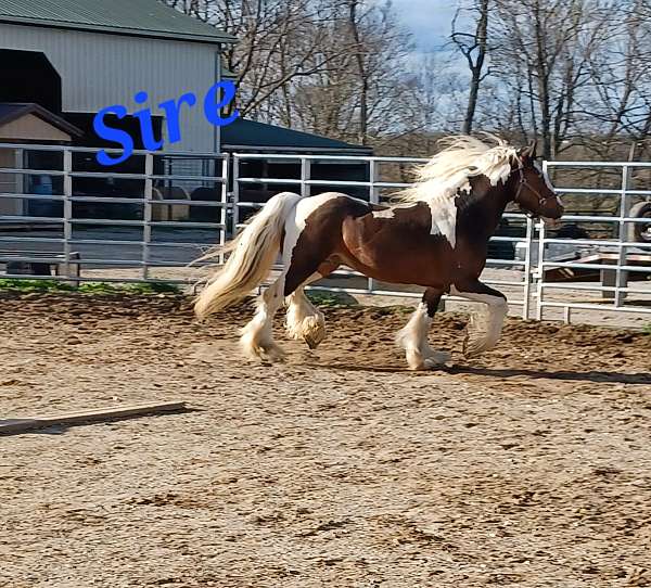 show-gypsy-vanner-horse