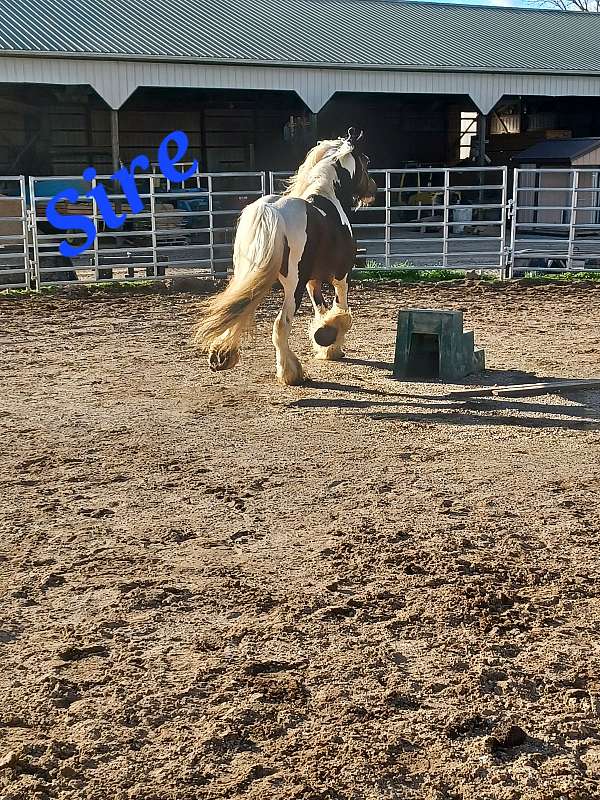 tobiano-gypsy-vanner-colt