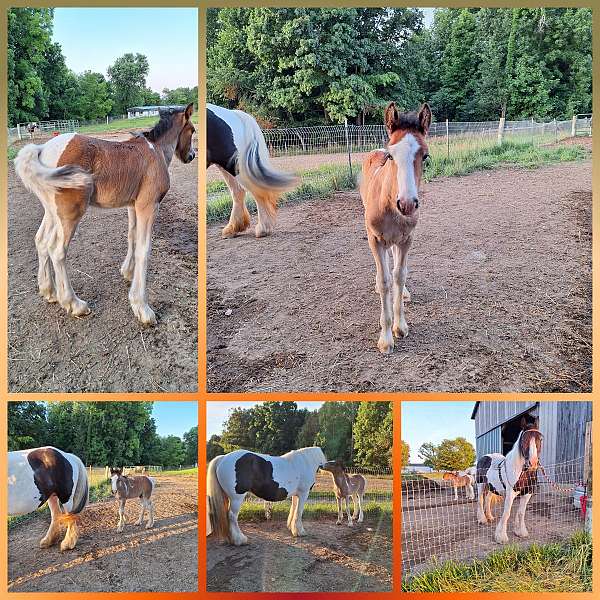 tobiano-homozygous-horse