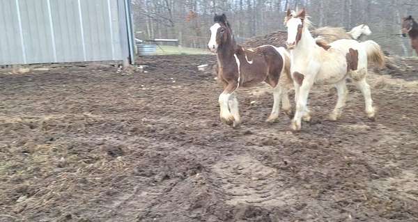 gypsy-vanner-horse-for-sale