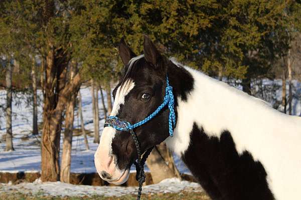 company-spotted-saddle-horse