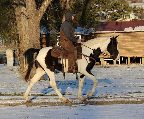 day-spotted-saddle-horse