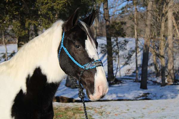 fancy-spotted-saddle-horse