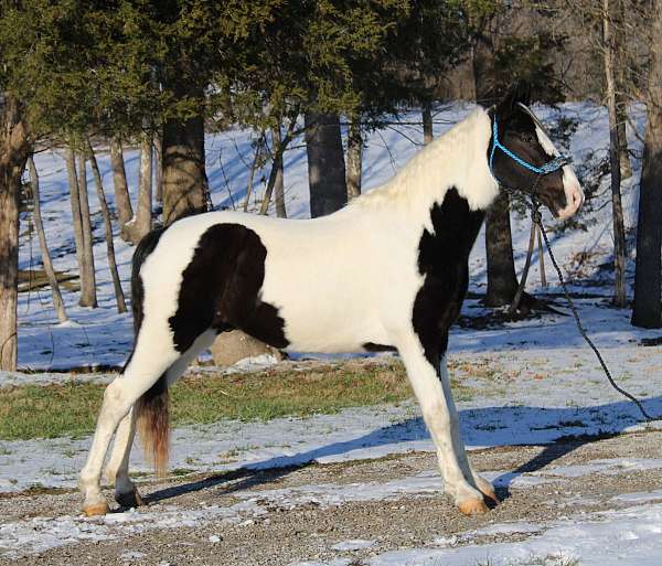 good-gaited-spotted-saddle-horse