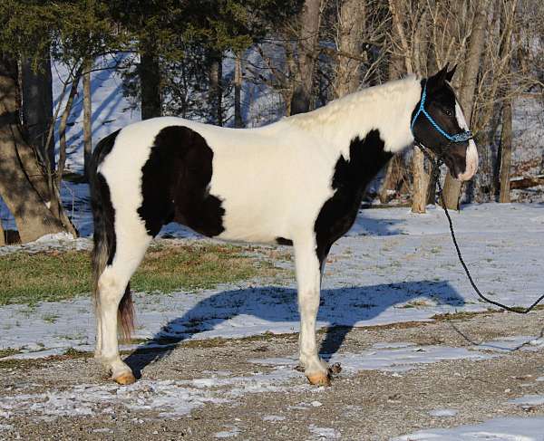 livestock-spotted-saddle-horse