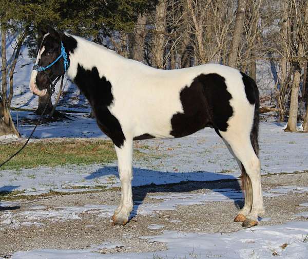 loves-people-spotted-saddle-horse