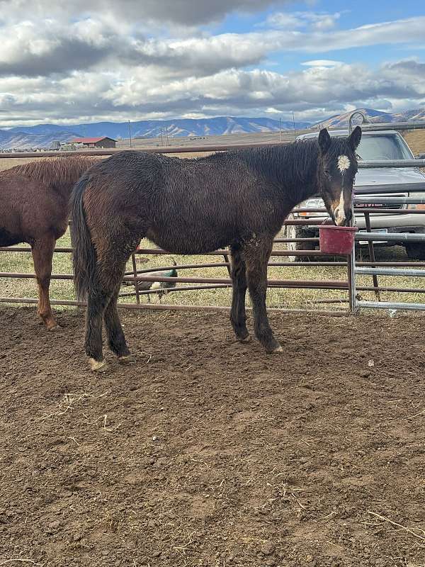 brown-western-ridi-horse