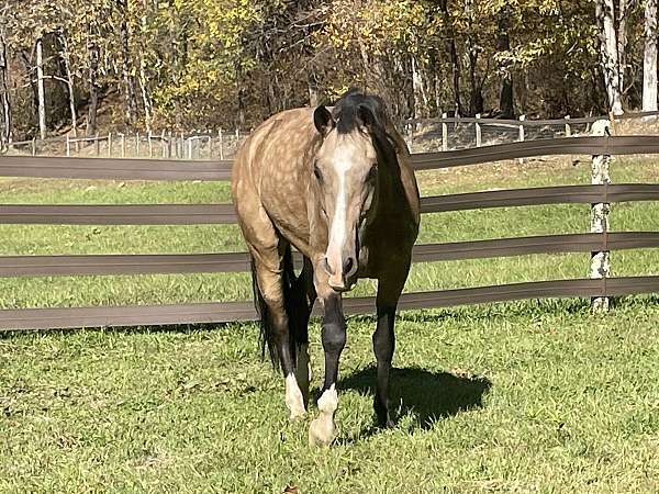 dappled-buttermilk-buckskin-horse