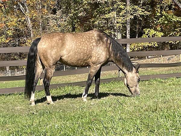 dappled-buttermilk-buckskin