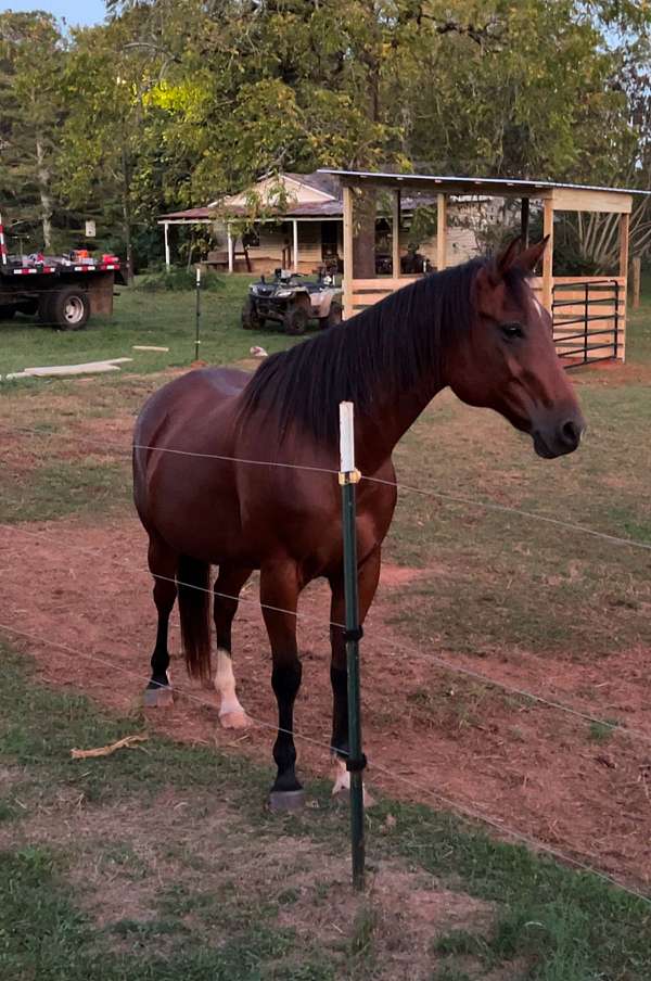 quarter-horse-mare